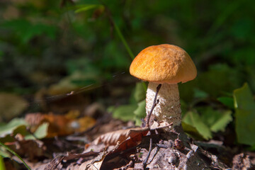 Single red boletus mushroom in the wild. Red boletus mushroom grows on the forest floor at autumn season..