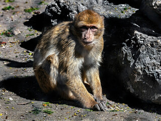 Barbary macaque on the ground. Latin name - Macaca sylvanus	