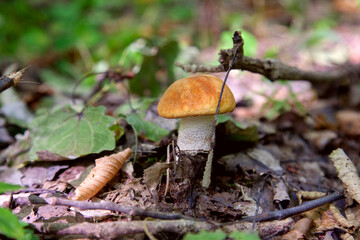 Single red boletus mushroom in the wild. Red boletus mushroom grows on the forest floor at autumn season..