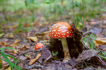 Mushroom family of Amanita muscaria, commonly known as the fly agaric or fly amanita.