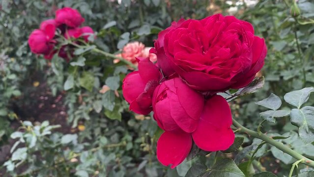 Red pink roses bush in garden.