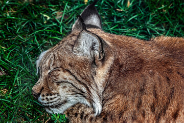 Lynx sleeping on the grass. Latin name - Lynx lynx