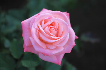 満開のピンク色のバラ (Cherish)