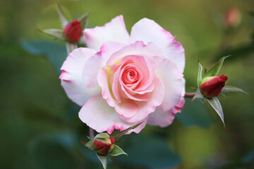 ピンク色の薔薇と赤い蕾（Matilda）