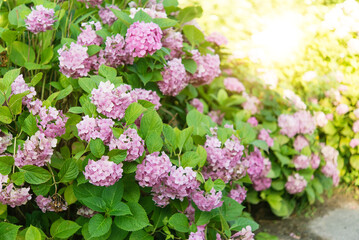 Obraz premium Pink hydrangea (Hydrangea macrophylla) flower in the garden. Bright hydrangea flowers in the garden with blurred bokeh background. 