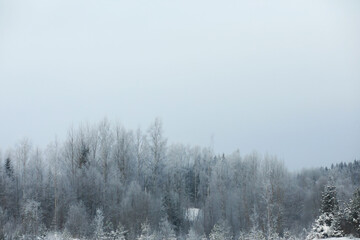 Fototapeta na wymiar Winter snowy frosty landscape. The forest is covered with snow. Frost and fog in the park.
