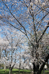 Naklejka premium Cherry blossoms
