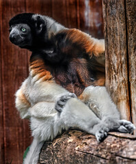 Obraz premium Crowned sifaka on the beam in its enclosure. Latin name - Propithecus coronatus