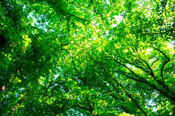 Fototapeta na wymiar Grünes Blätterdach die Baumkronen in einem Laubwald