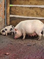  Two pigs on the farm