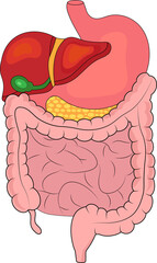 The human digestive system. Stomach, intestines, liver.