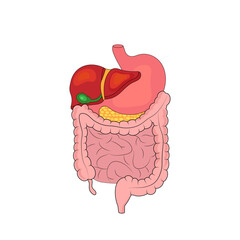 The human digestive system. Stomach, intestines, liver.