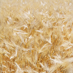 Gerstenfeld 
barley field