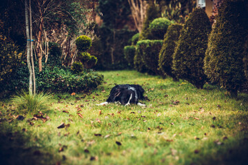 Border collie in the garden. Border collie dog ownership concept. Dog resting in the garden.
