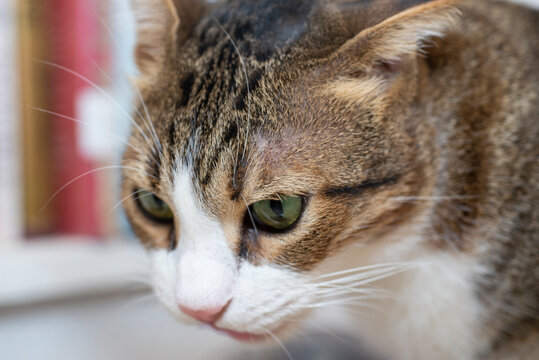 Closeup of cute domestic house cat face with whiskers