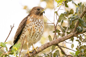 A red-shouldered hawk (Buteo lineatus) during fall in Sarasota County, Florida