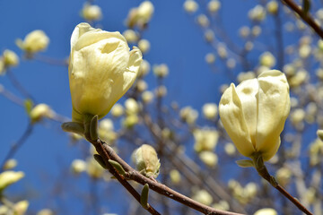 Magnolia bare flowers, Yellow River variety (Magnolia denudata Desr.) against the blue sky