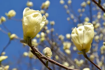 Gordijnen Magnolia bare flowers, Yellow River variety (Magnolia denudata Desr.) against the blue sky © vodolej