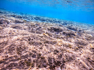 Arabian spinecheek (Scolopsis Ghanam) at coral reef..