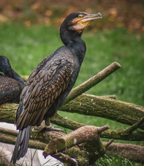 Kormoran am Flussufer