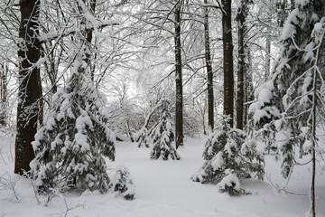 Winter snowy frosty landscape. The forest is covered with snow. Frost and fog in the park.