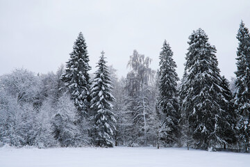 Winter snowy frosty landscape. The forest is covered with snow. Frost and fog in the park.