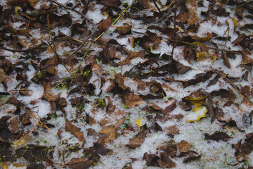 fallen leaves in the garden covered with ice bench