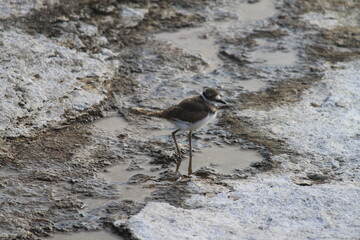 killdeer of deadly springs