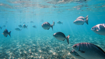 school of fish in the tropical sea