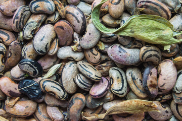 beans spoiled by improper storage of beetle infestation