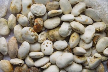 white beans spoiled by improper storage of beetle infestation