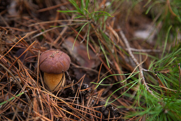 Imleria Badia or Boletus Badius commonly known as the Bay Bolete growing in pine tree forest..