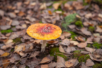 Amanita Muscaria, commonly known as the Fly Fgaric or fly amanita.