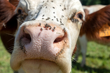 cow in detail with blue sky