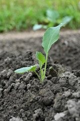 closeup the ripe green cauliflower plant with soil heap growing in the farm soft focus natural green brown background.