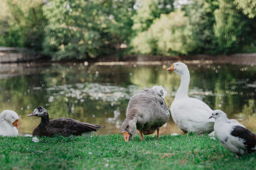 geese on the lake