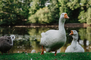 geese on the grass
