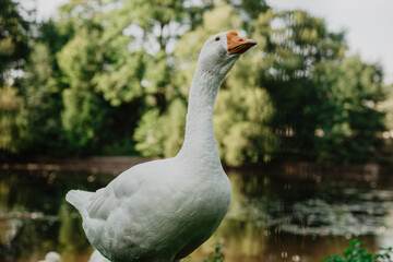 portrait of a goose