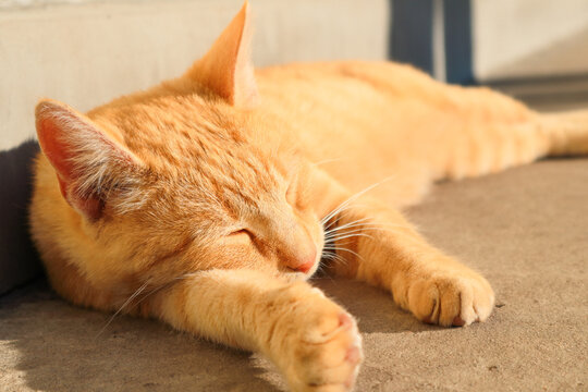 Red cat on the street basking in the sun. Ginger Cat Lying on Back on Terrace. Cute red cat lies resting