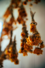 honey bee on a flower