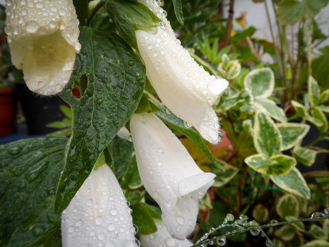 Close-up of white Foxglove with rain drops.