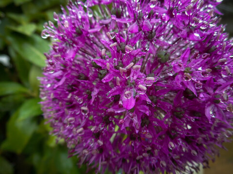 Close-up of lilac Allium flower with rain drops.