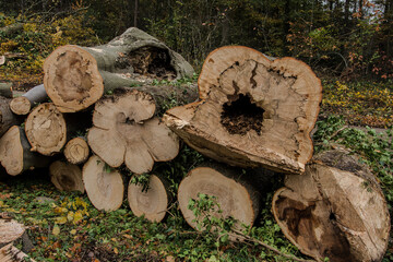 woodpiles of ill wood of beeches died by drought an nitrogen deposition near the avenue of the...