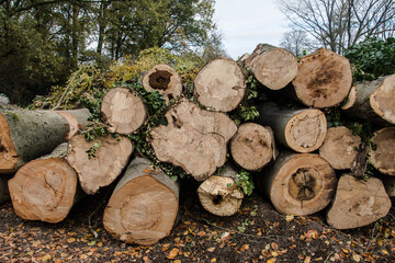 woodpiles of ill wood of beeches died by drought an nitrogen deposition near the avenue of the Doetinchem hospital - obrazy, fototapety, plakaty