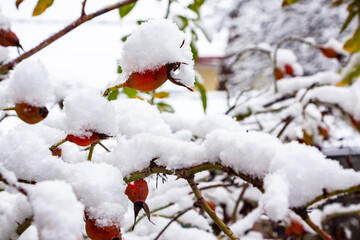 red-pink fruits of roses, rose hips, covered with white snow, berries