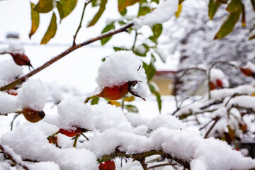 red-pink fruits of roses, rose hips, covered with white snow, berries