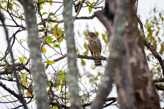 Brazilian bird of prey, halk (Rupornis magnirostris), known as the "gavi&atilde;o carij&oacute;" in selective focus in the Brazilian rainforest.