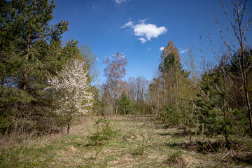 meadow in spring forest with young pines, birches and blooming wild cherry tree