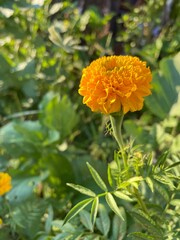 orange dahlia flower