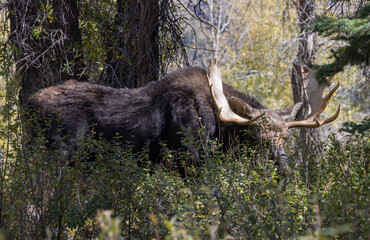 Bull Moose in Autumn in Wyoming
